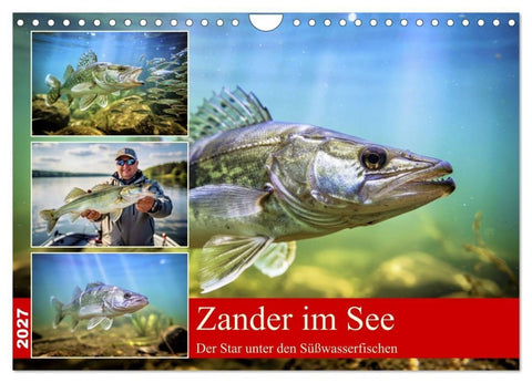 Zander im See (Wandkalender 2027 DIN A4 quer), CALVENDO Monatskalender
