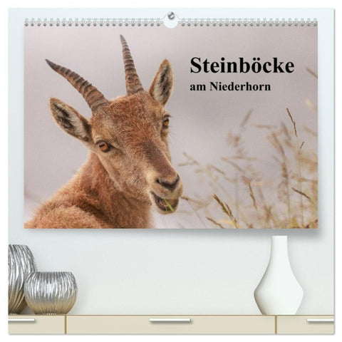 Steinböcke am Niederhorn (hochwertiger Premium Wandkalender 2027 DIN A2 quer), Kunstdruck in Hochglanz