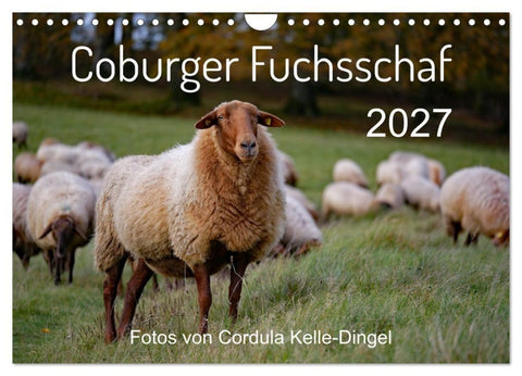 Coburger Fuchsschaf (Wandkalender 2027 DIN A4 quer), CALVENDO Monatskalender