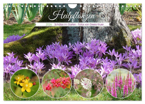 Heilpflanzen - Schätze im Garten (Wandkalender 2026 DIN A4 quer), CALVENDO Monatskalender