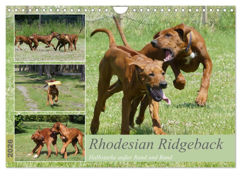 Rhodesian Ridgeback - Halbstarke außer Rand und Band (Wandkalender 2026 DIN A4 quer), CALVENDO Monatskalender