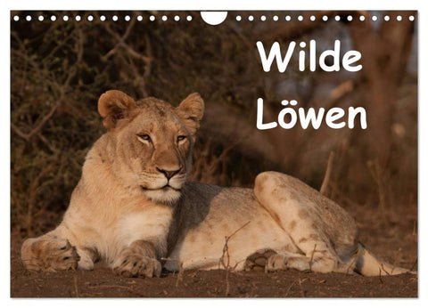 Wilde Löwen (Wandkalender 2026 DIN A4 quer), CALVENDO Monatskalender