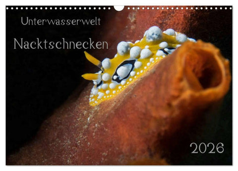 Unterwasserwelt Nacktschnecken (Wandkalender 2026 DIN A3 quer), CALVENDO Monatskalender