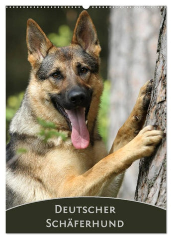 Deutscher Schäferhund (Wandkalender 2026 DIN A2 hoch), CALVENDO Monatskalender
