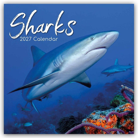 Sharks – Haie 2027 – 16-Monatskalender