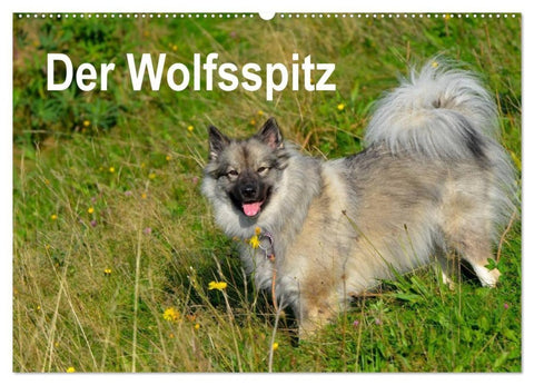 Der Wolfsspitz (Wandkalender 2027 DIN A2 quer), CALVENDO Monatskalender