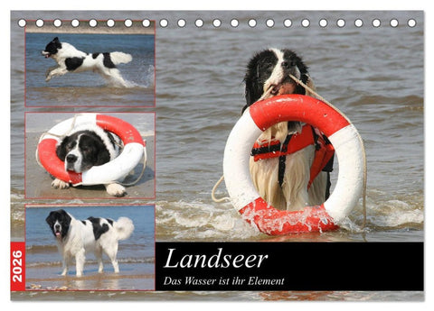 Landseer - Das Wasser ist ihr Element (Tischkalender 2026 DIN A5 quer), CALVENDO Monatskalender