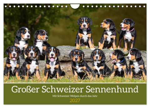 Großer Schweizer Sennenhund - Mit Schweizer Welpen durch das Jahr (Wandkalender 2027 DIN A4 quer), CALVENDO Monatskalender