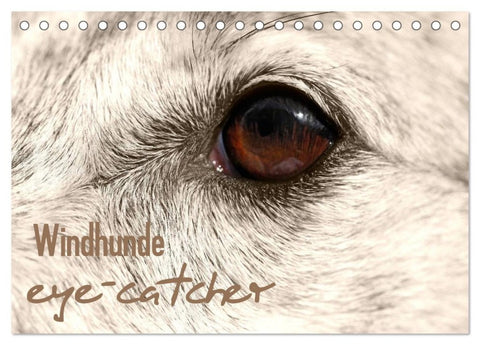Windhunde eye-catcher (Tischkalender 2026 DIN A5 quer), CALVENDO Monatskalender