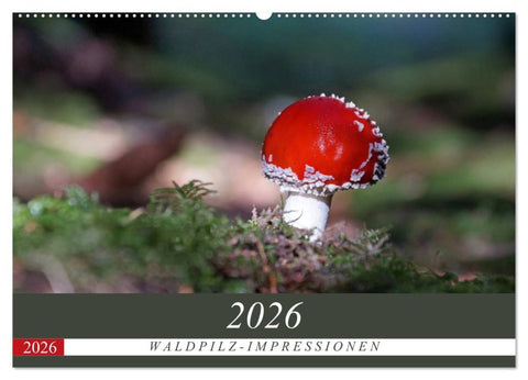Waldpilz-Impressionen (Wandkalender 2026 DIN A2 quer), CALVENDO Monatskalender