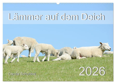 Lämmer auf dem Deich (Wandkalender 2026 DIN A2 quer), CALVENDO Monatskalender