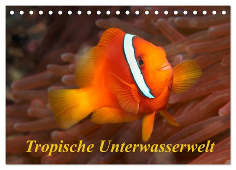 Tropische Unterwasserwelt (Tischkalender 2027 DIN A5 quer), CALVENDO Monatskalender