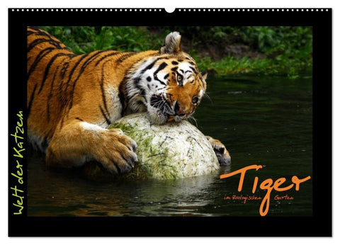 Welt der Katzen - Tiger (Wandkalender 2027 DIN A2 quer), CALVENDO Monatskalender