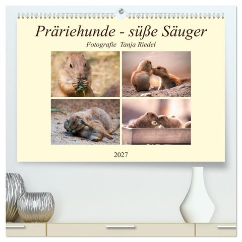 Präriehunde - süße Säuger (hochwertiger Premium Wandkalender 2027 DIN A2 quer), Kunstdruck in Hochglanz