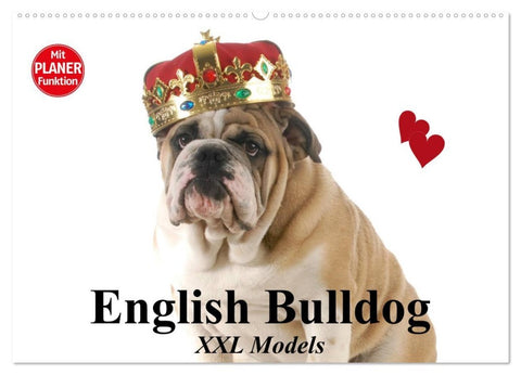 English Bulldog XXL Models (Wandkalender 2026 DIN A2 quer), CALVENDO Monatskalender