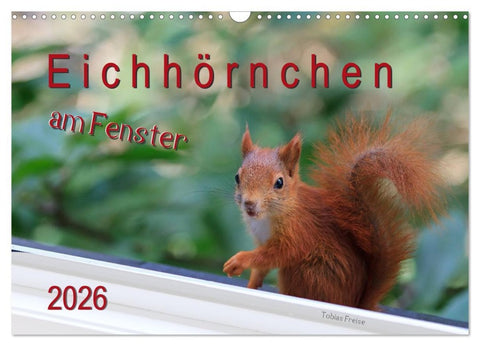 Eichhörnchen am Fenster (Wandkalender 2026 DIN A3 quer), CALVENDO Monatskalender
