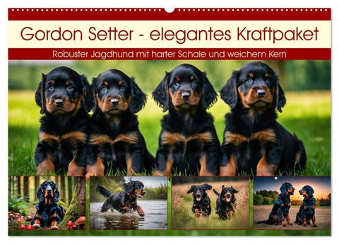Gordon Setter - elegantes Kraftpaket (Wandkalender 2027 DIN A2 quer), CALVENDO Monatskalender