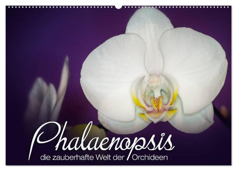 Phalaenopsis - die zauberhafte Welt der Orchideen (Wandkalender 2026 DIN A2 quer), CALVENDO Monatskalender