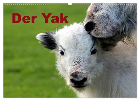Der Yak (Wandkalender 2026 DIN A2 quer), CALVENDO Monatskalender