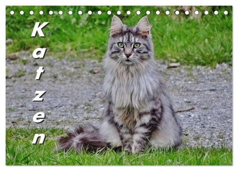 Katzen auf der Welt (Tischkalender 2027 DIN A5 quer), CALVENDO Monatskalender