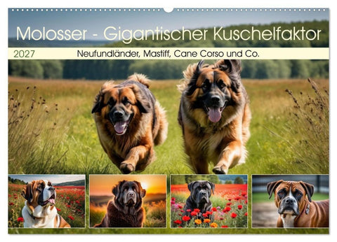 Molosser - Gigantischer Kuschelfaktor (Wandkalender 2027 DIN A2 quer), CALVENDO Monatskalender