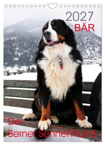 BÄR - Der Berner Sennenhund (Wandkalender 2027 DIN A4 hoch), CALVENDO Monatskalender