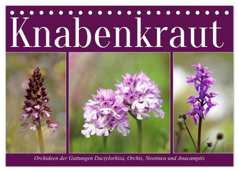 Knabenkraut (Tischkalender 2027 DIN A5 quer), CALVENDO Monatskalender