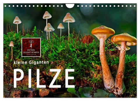 Pilze - kleine Giganten (Wandkalender 2027 DIN A4 quer), CALVENDO Monatskalender