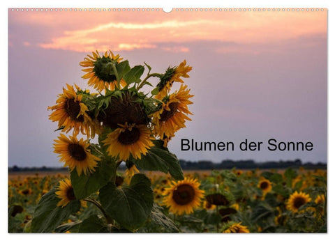 Blumen der Sonne (Wandkalender 2027 DIN A2 quer), CALVENDO Monatskalender