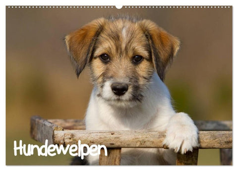 Hundewelpen (Wandkalender 2027 DIN A2 quer), CALVENDO Monatskalender
