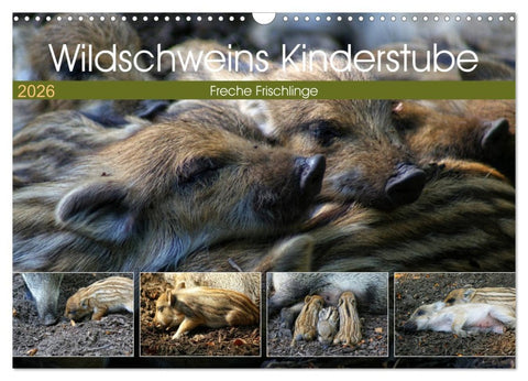 Wildschweins Kinderstube - Freche Frischlinge (Wandkalender 2026 DIN A3 quer), CALVENDO Monatskalender