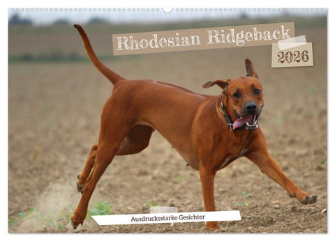 Rhodesian Ridgeback - Ausdrucksstarke Gesichter (Wandkalender 2026 DIN A2 quer), CALVENDO Monatskalender