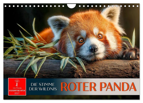 Roter Panda - die Stimme der Wildnis (Wandkalender 2027 DIN A4 quer), CALVENDO Monatskalender