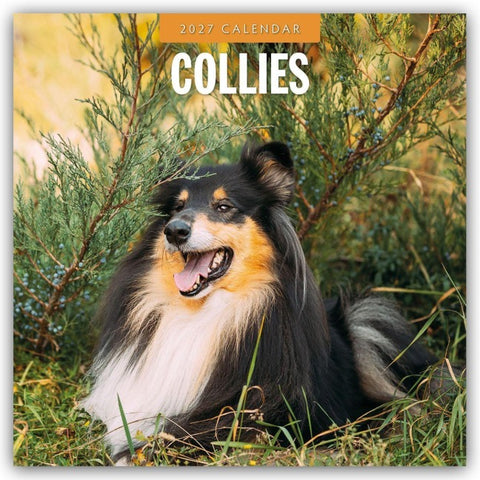 Collies – Collie 2027 – 16-Monatskalender