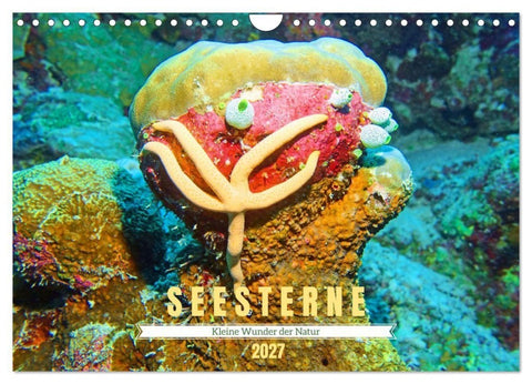 Seesterne - Kleine Wunder der Natur (Wandkalender 2027 DIN A4 quer), CALVENDO Monatskalender