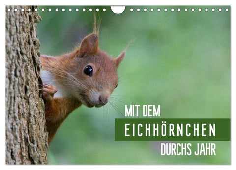 Mit dem Eichhörnchen durchs Jahr (Wandkalender 2027 DIN A4 quer), CALVENDO Monatskalender