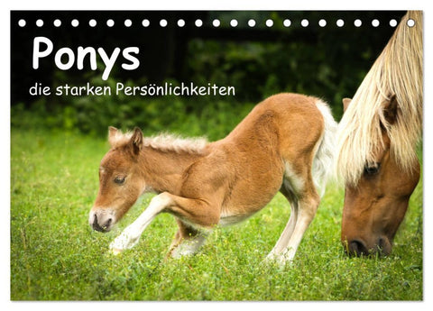 Ponys, die starken Persönlichkeiten (Tischkalender 2026 DIN A5 quer), CALVENDO Monatskalender