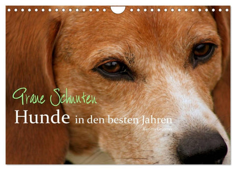 Graue Schnuten - Hunde in den besten Jahren (Wandkalender 2026 DIN A4 quer), CALVENDO Monatskalender