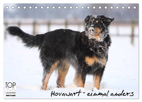 Hovawarte - einmal anders (Tischkalender 2026 DIN A5 quer), CALVENDO Monatskalender