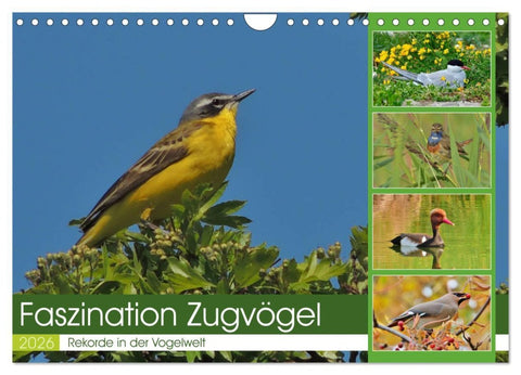 Faszination Zugvögel - Rekorde in der Vogelwelt (Wandkalender 2026 DIN A4 quer), CALVENDO Monatskalender