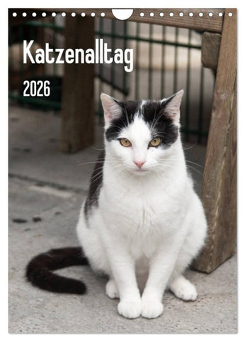 Katzenalltag 2026 (Wandkalender 2026 DIN A4 hoch), CALVENDO Monatskalender