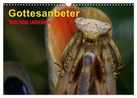Gottesanbeter - Teuflische Lauerjäger (Wandkalender 2026 DIN A3 quer), CALVENDO Monatskalender