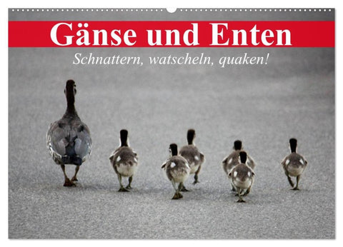 Gänse und Enten. Schnattern, watscheln, quaken! (Wandkalender 2027 DIN A2 quer), CALVENDO Monatskalender