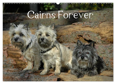 Cairns Forever (Wandkalender 2026 DIN A2 quer), CALVENDO Monatskalender