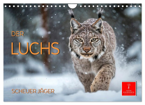 Der Luchs - scheuer Jäger (Wandkalender 2026 DIN A4 quer), CALVENDO Monatskalender