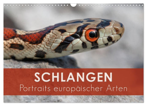 Schlangen - Portraits europäischer Arten (Wandkalender 2027 DIN A3 quer), CALVENDO Monatskalender