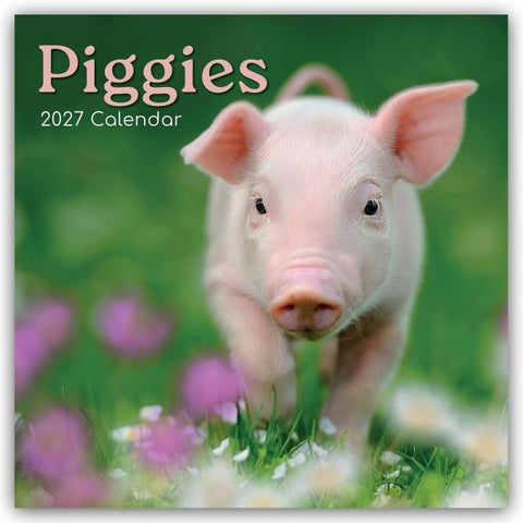 Piggies – Ferkel Schweine 2027 – 16-Monatskalender