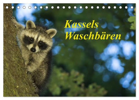 Kassels Waschbären (Tischkalender 2026 DIN A5 quer), CALVENDO Monatskalender