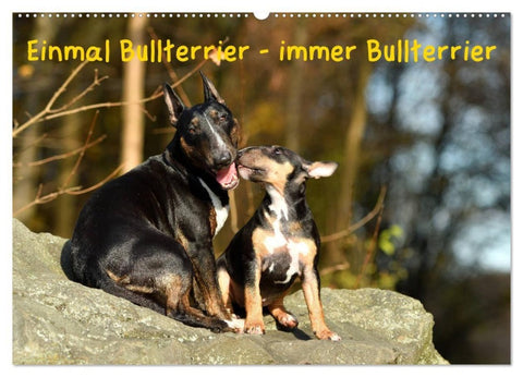 Einmal Bullterrier - immer Bullterrier (Wandkalender 2027 DIN A2 quer), CALVENDO Monatskalender