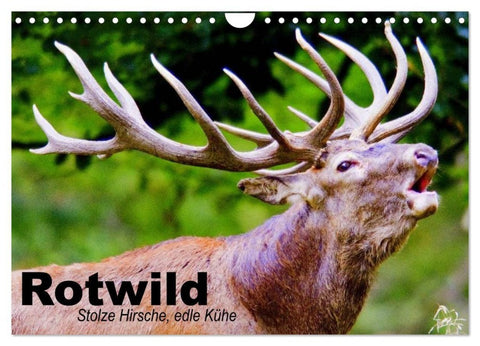 Rotwild. Edle Hirsche, stolze Kühe (Wandkalender 2027 DIN A4 quer), CALVENDO Monatskalender